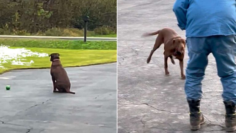dog on driveway waiting his owner