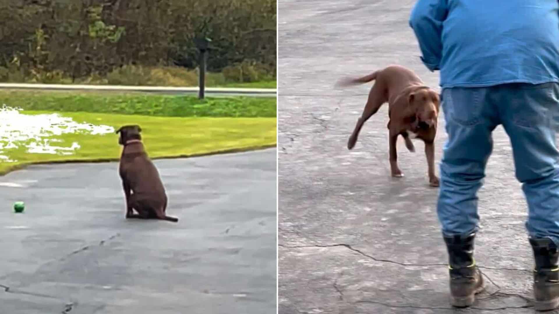 dog on driveway waiting his owner