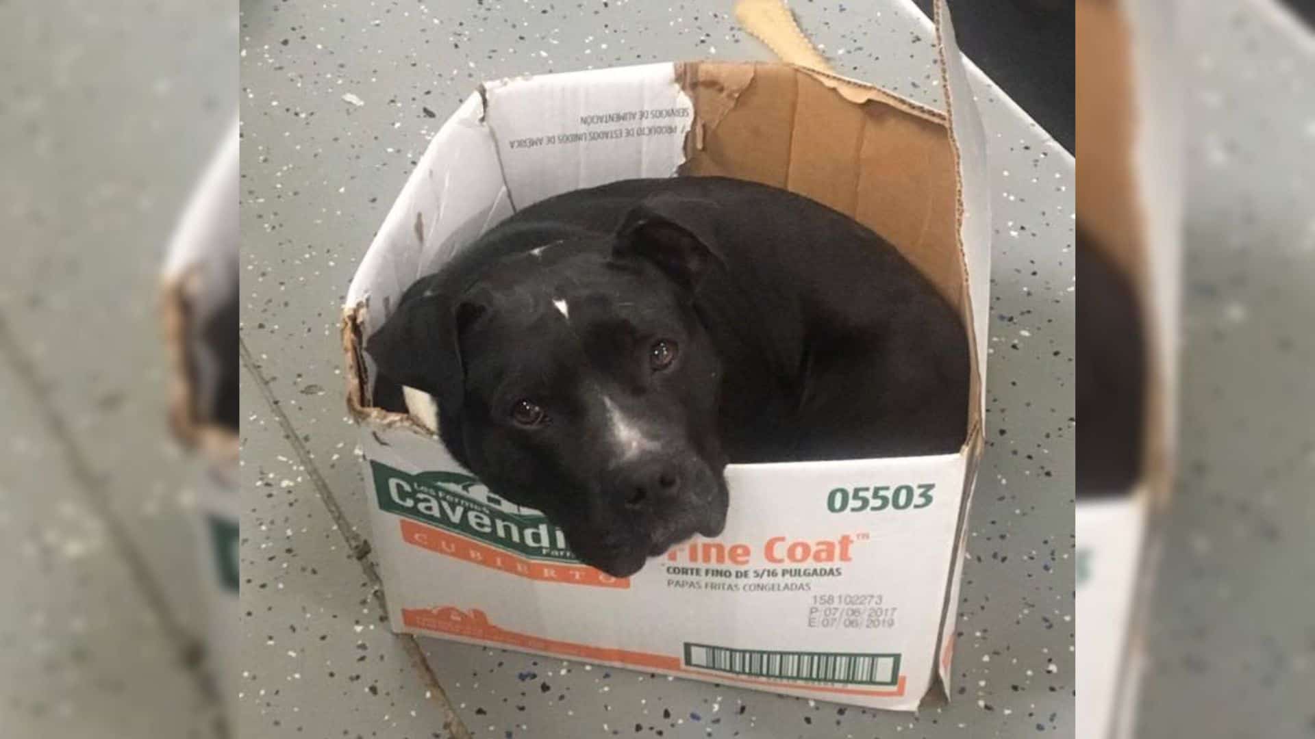 pitbull mix dog in a cardboard box