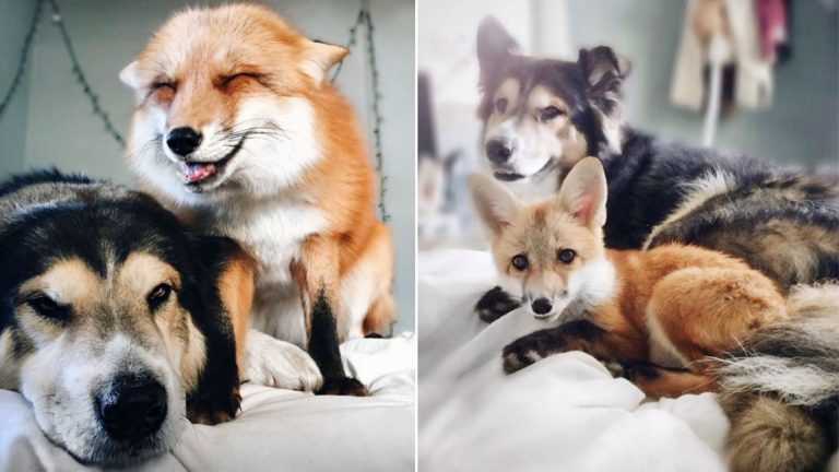 fox with the dog