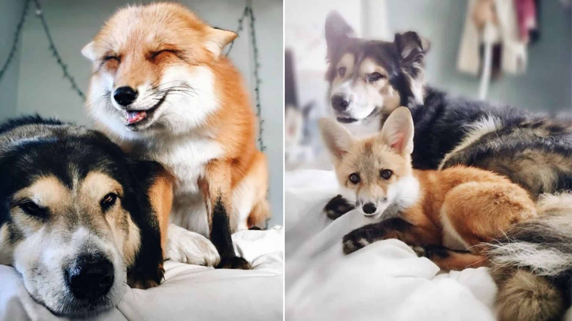 fox with the dog
