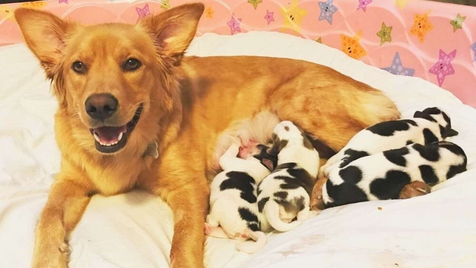 golden retriever dog and his cow babies
