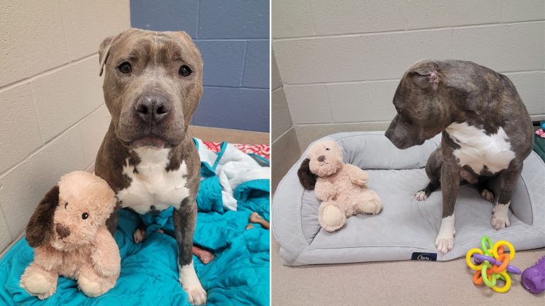 photo of a rescued one eared dog