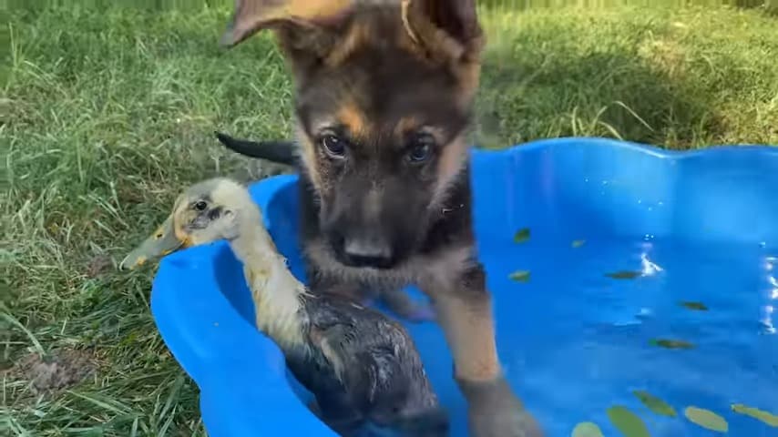 Rocky the GSD meets a duck
