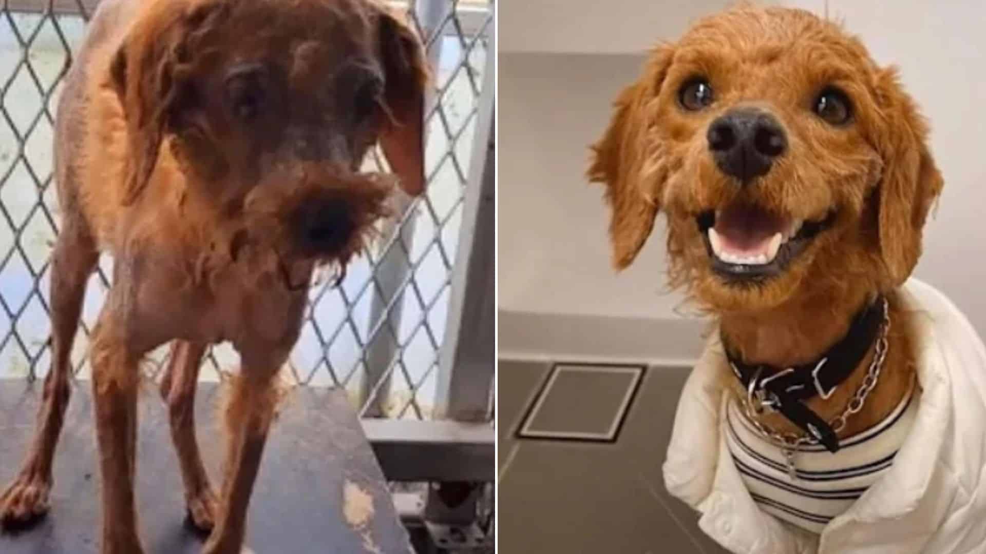 rescued stray dog