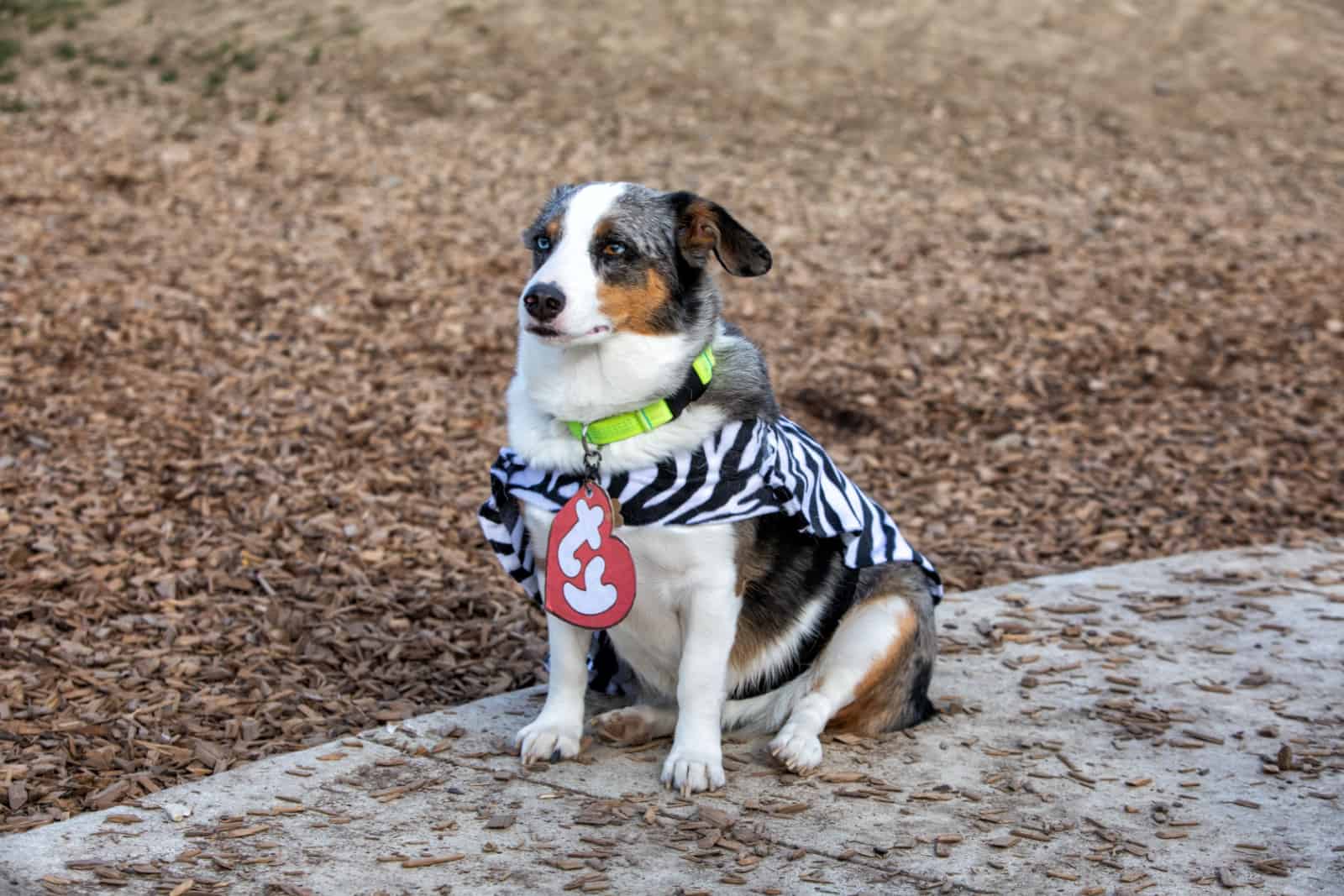 Seated Corgi Australian Shepherd mix wearing a zebra costume and a heart attached to a collar