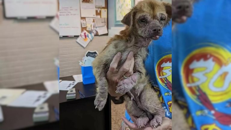 senior dog in devastated condition