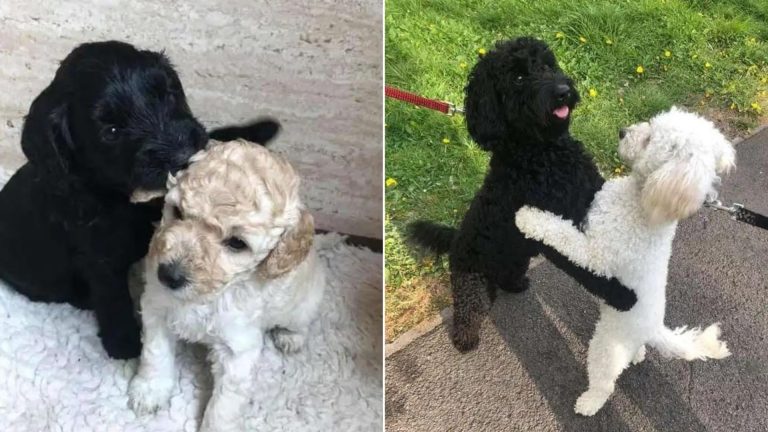 separated puppies accidentally meet on the street