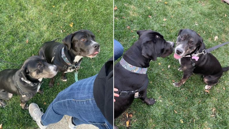 two dogs reunited