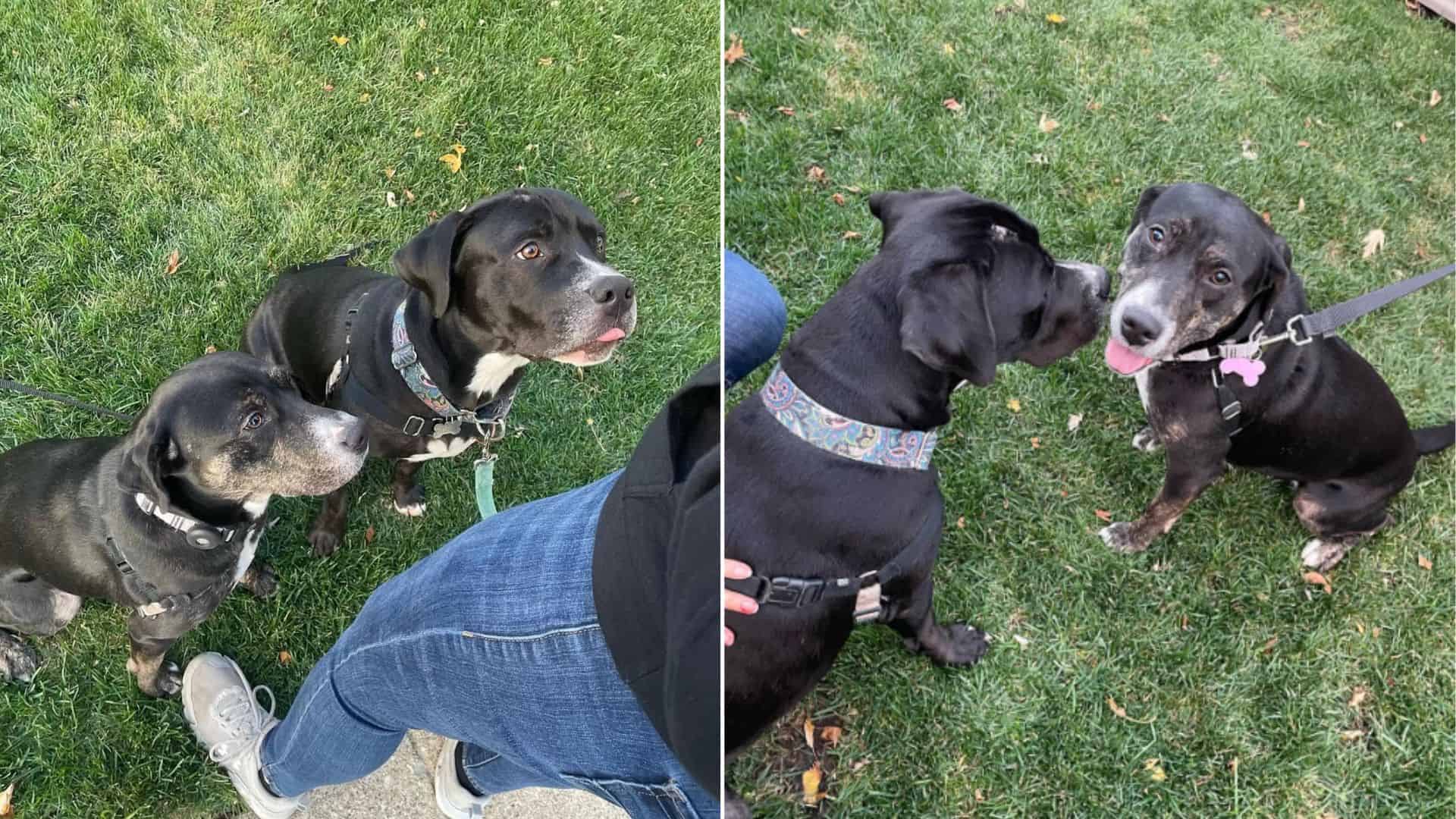 two dogs reunited