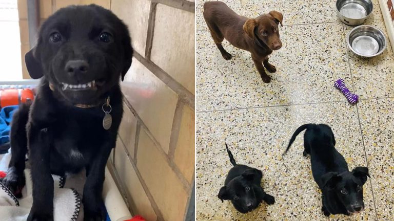 shelter puppies