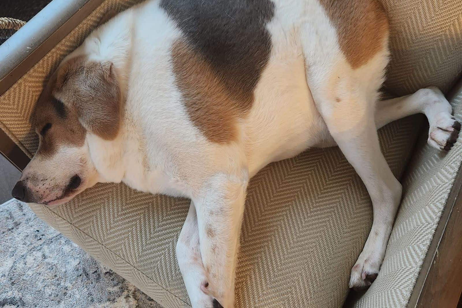 Short-Spined Dog is sleeping on the armchair