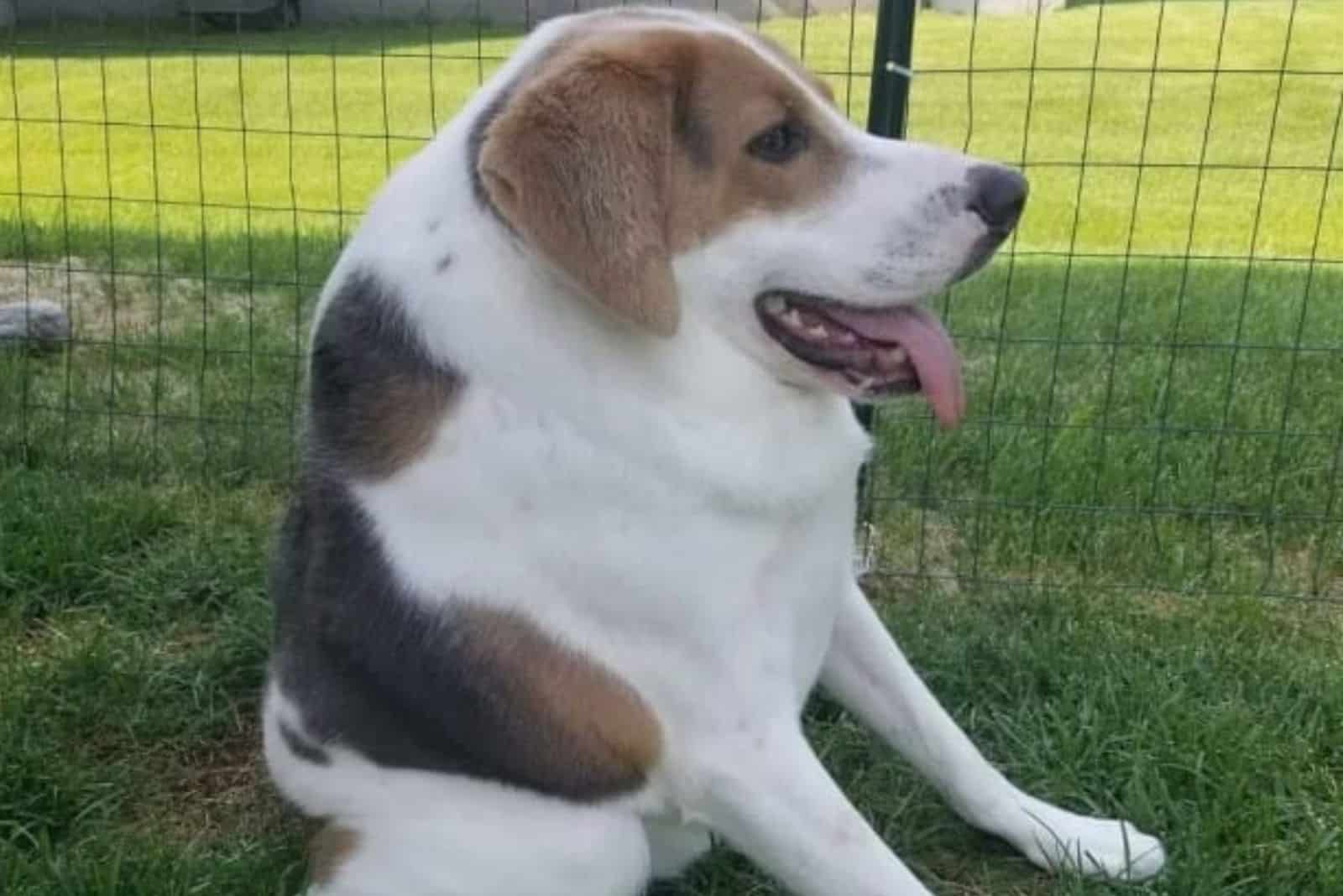 Short-Spined Dog sits with tongue out