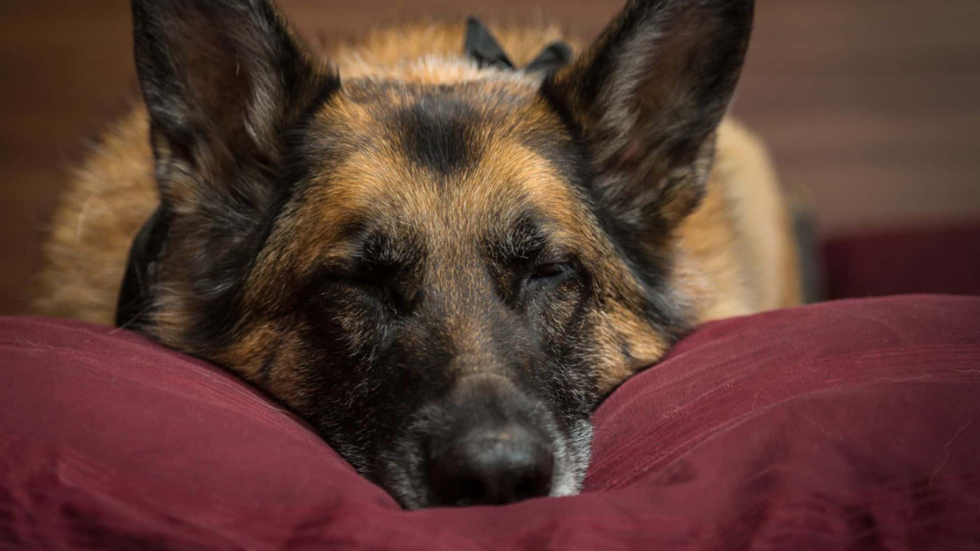 german shepherd sleeping