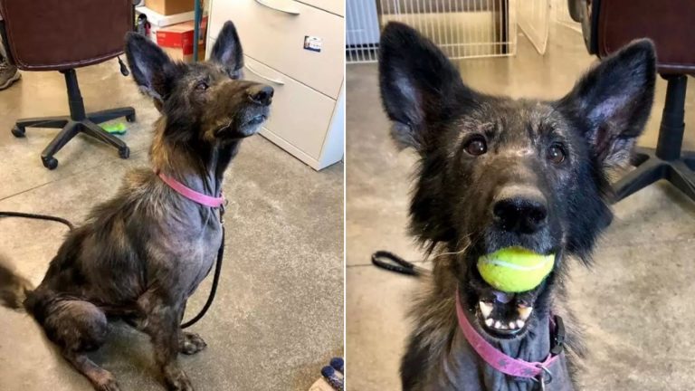 sick stray german shephed dog playing with a toy