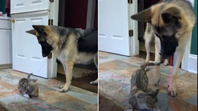 german shepherd dog playing with a kitten