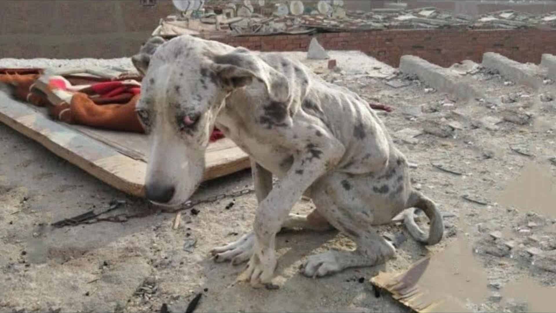 starving great dane puppy