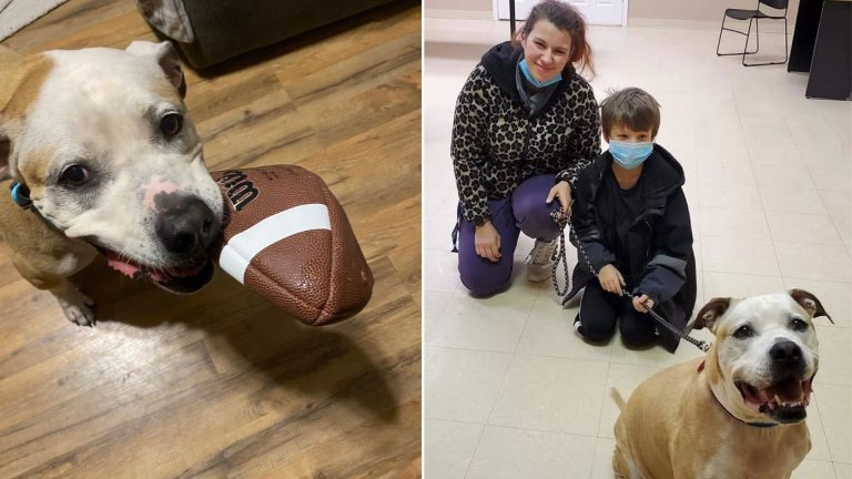 dog reunites with his family