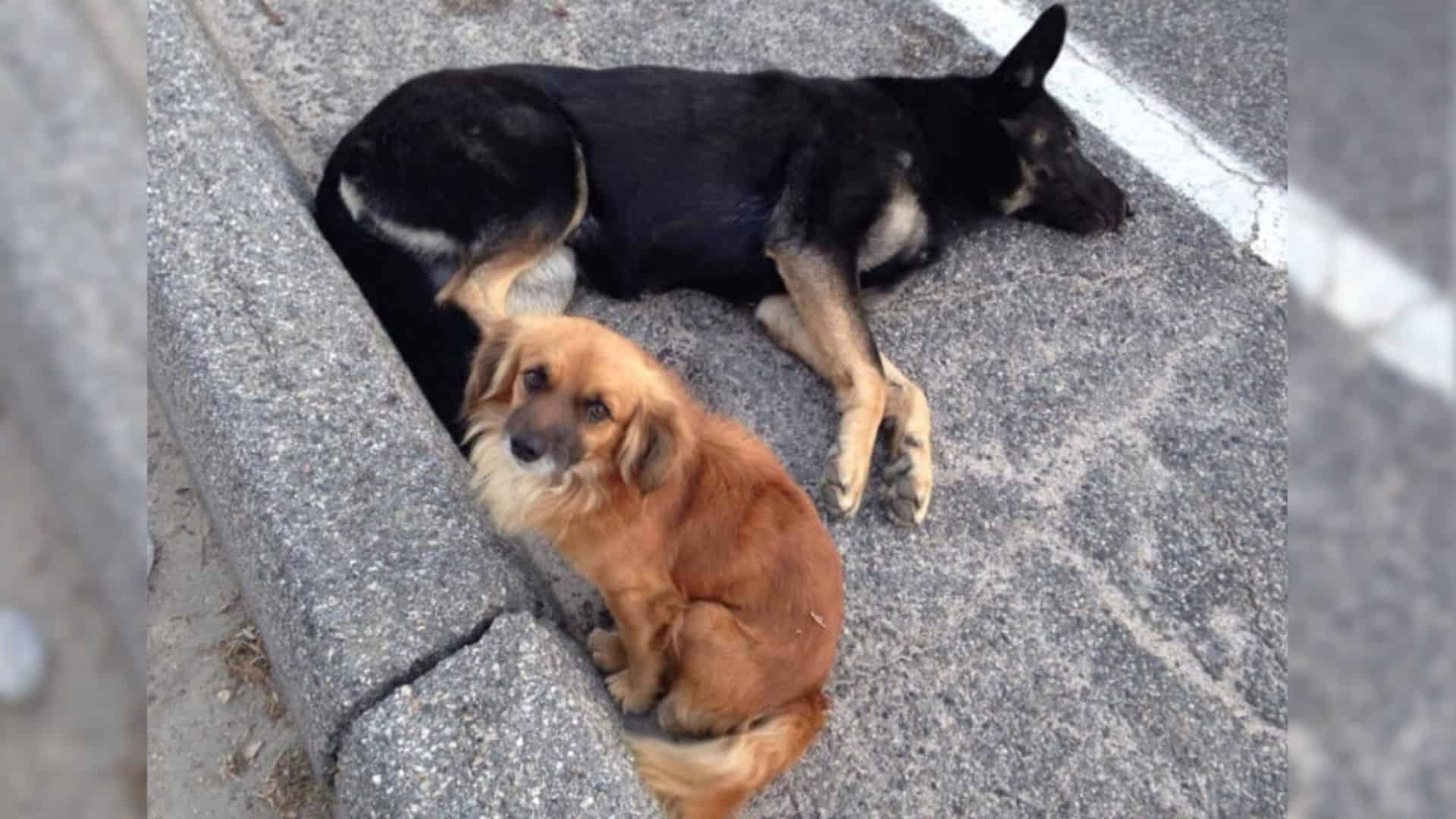 Stray Dog Refuses To Leave His Pregnant German Shepherd Friend Until She’s Safe