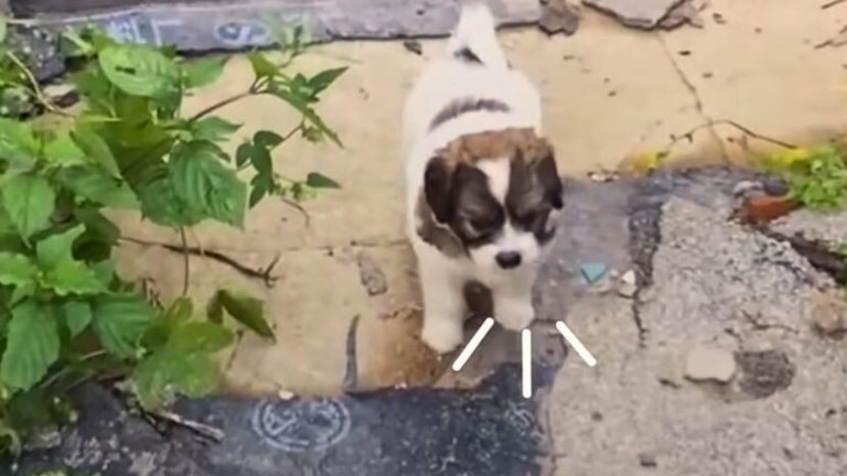 stray puppy leads rescuers to an abandoned house