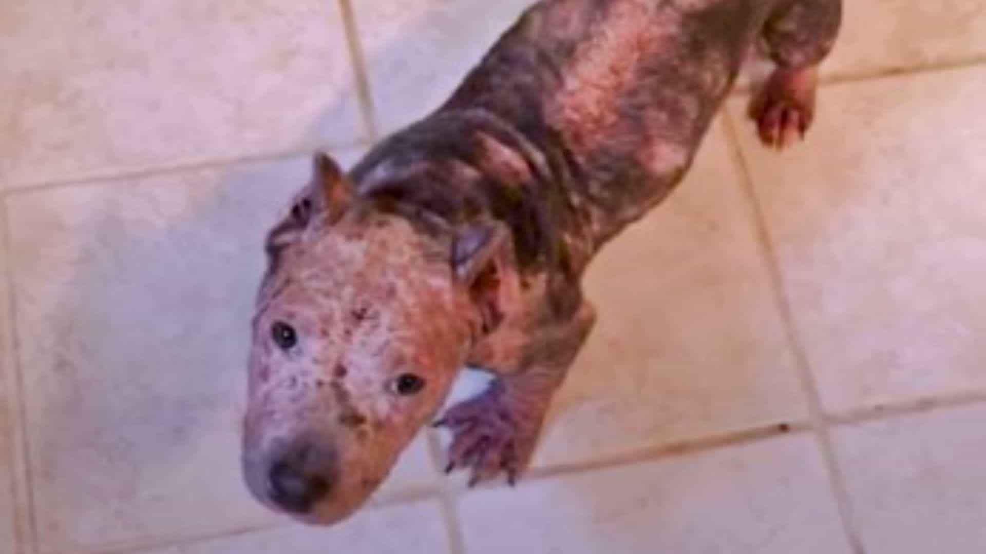 Sunburnt And Hairless Pit Bully Puppy Makes An Incredible Recovery