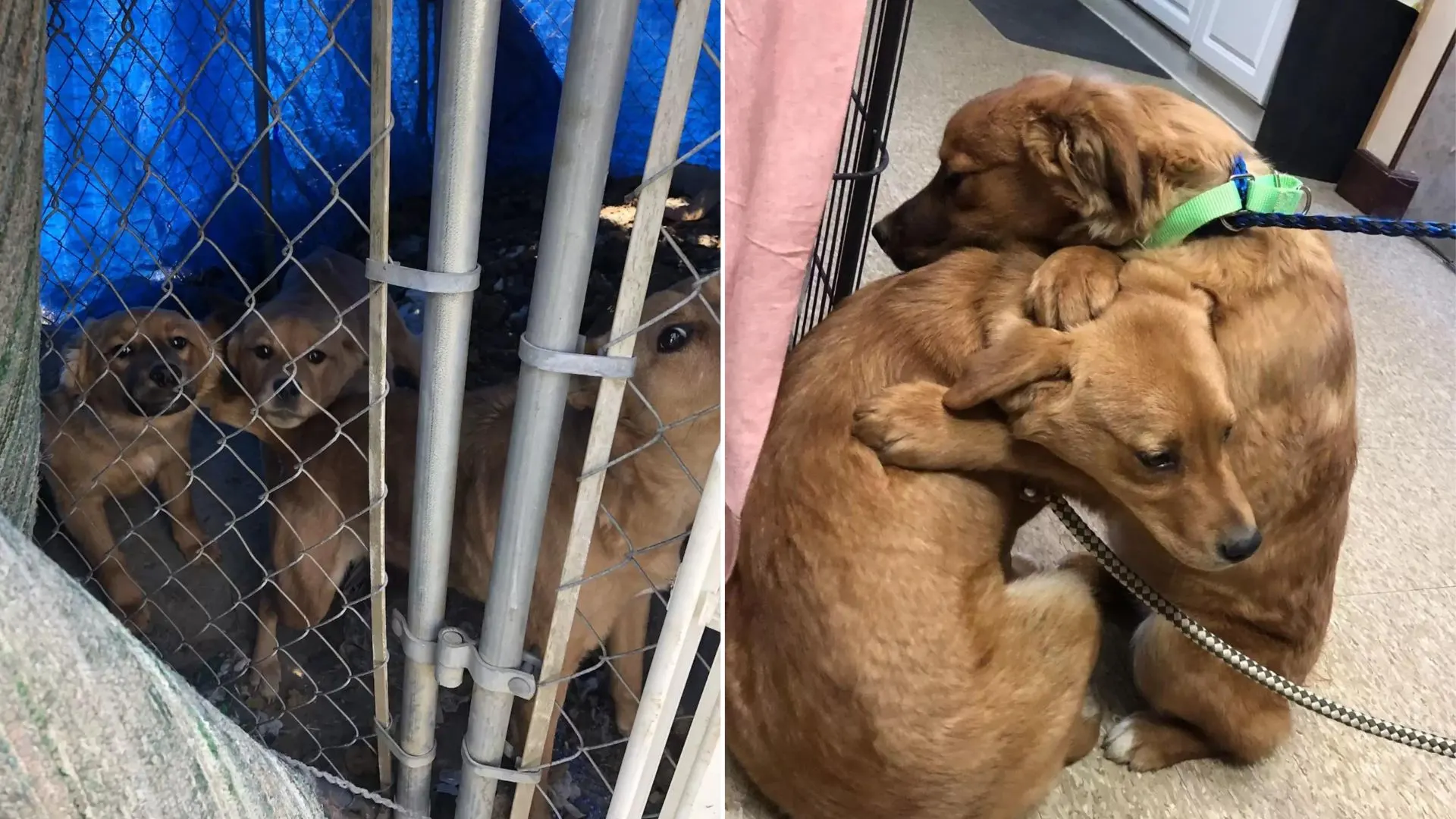 Cachorros rescatados se consuelan con el abrazo más tierno