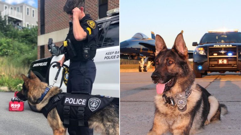 german shepherd K9 dog