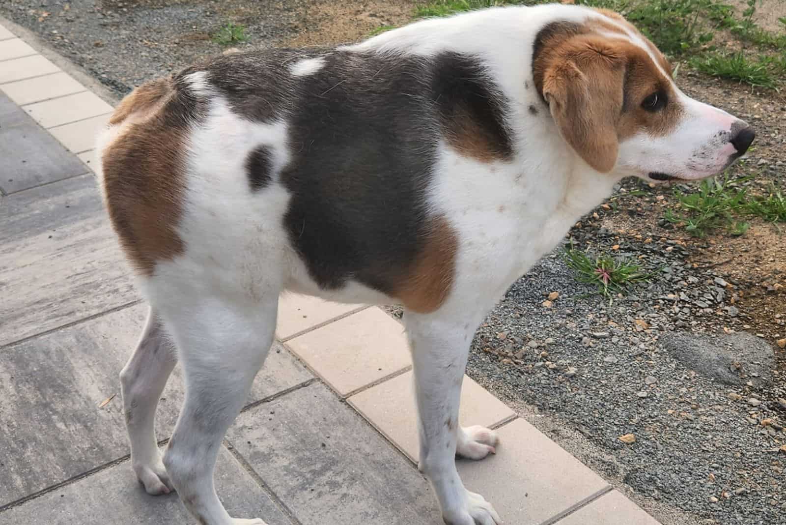 The Short-Spined Dog is standing on the pavement
