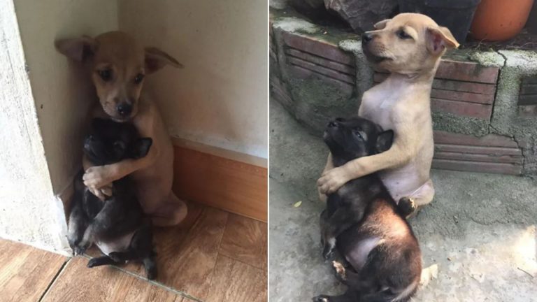 two cute puppies are hugging each other