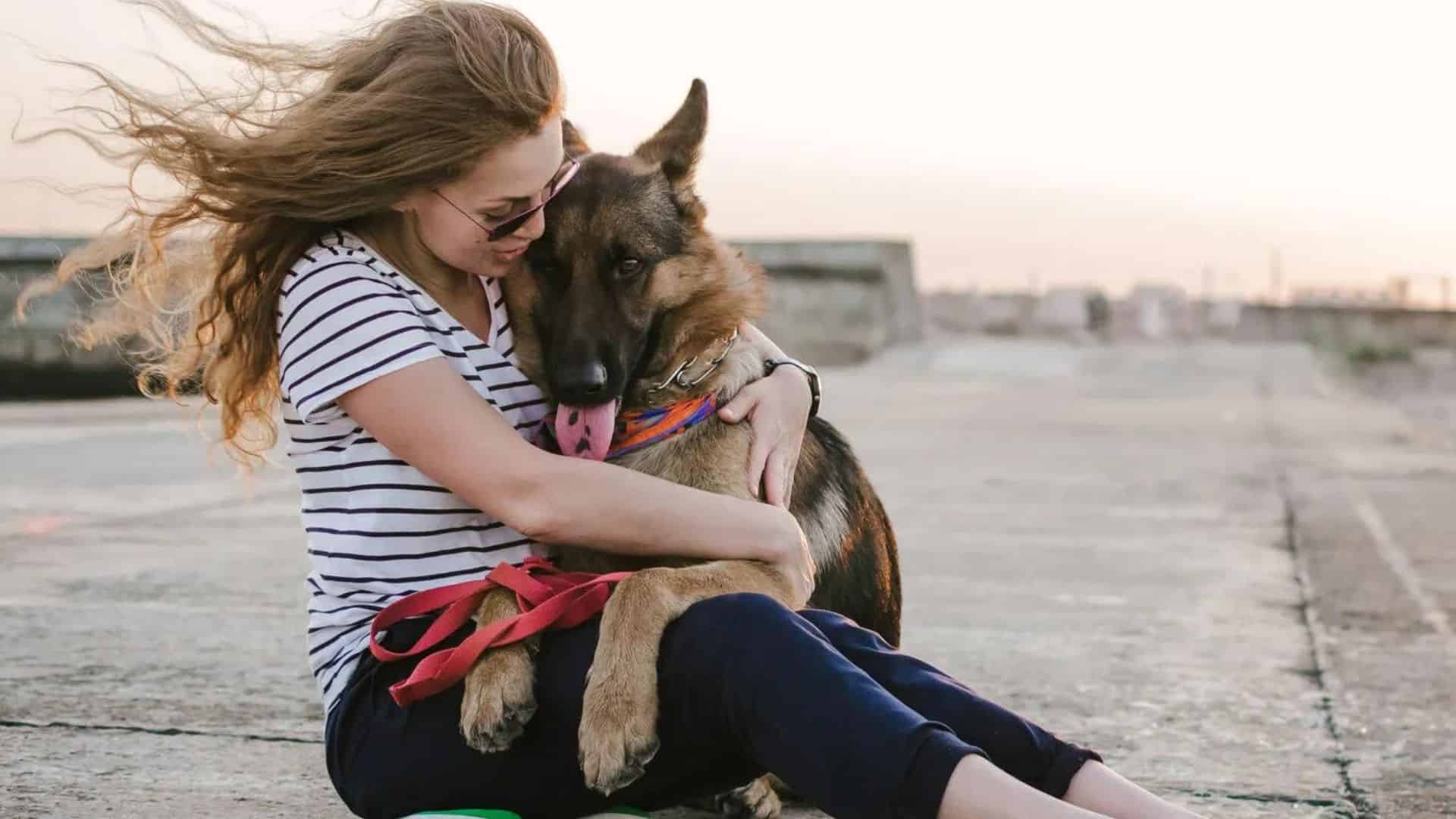 german shepherd dog sitting in his owner's lap