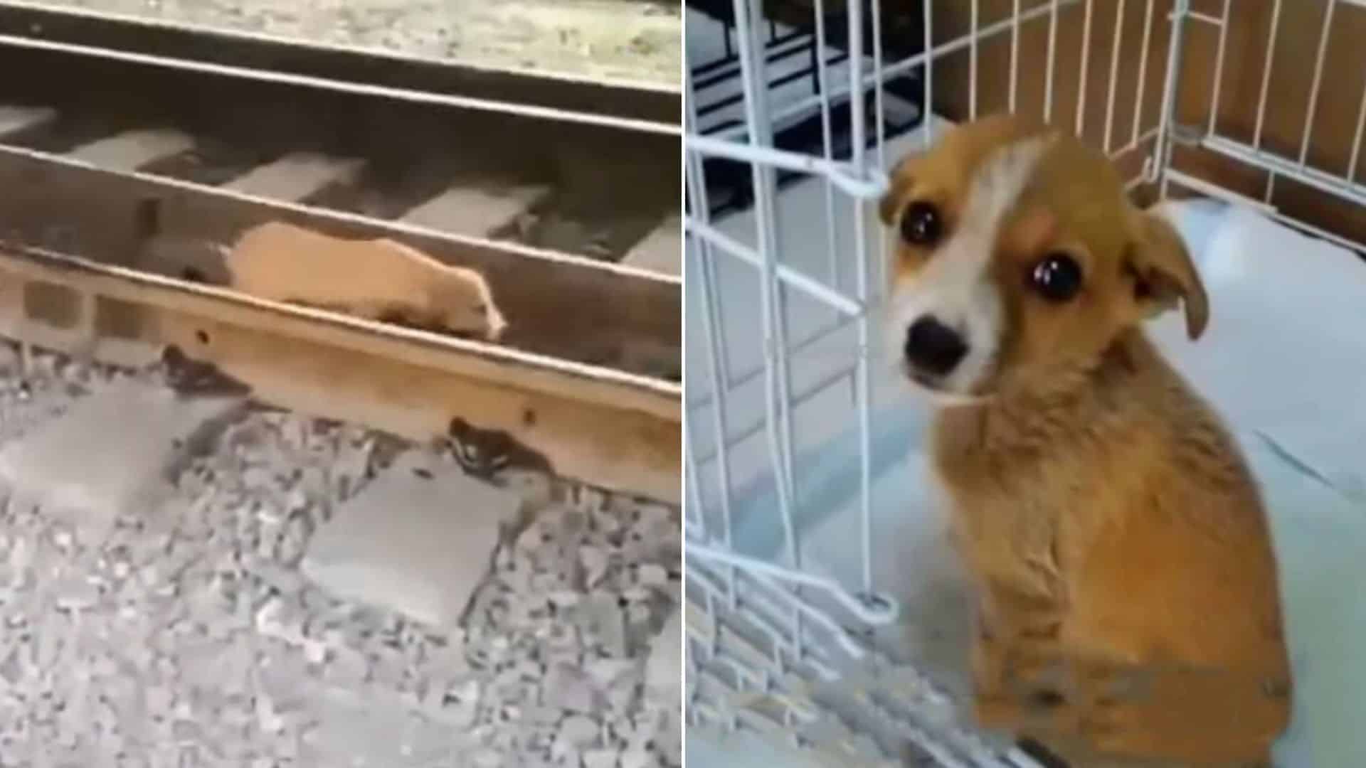 puppy on train tracks