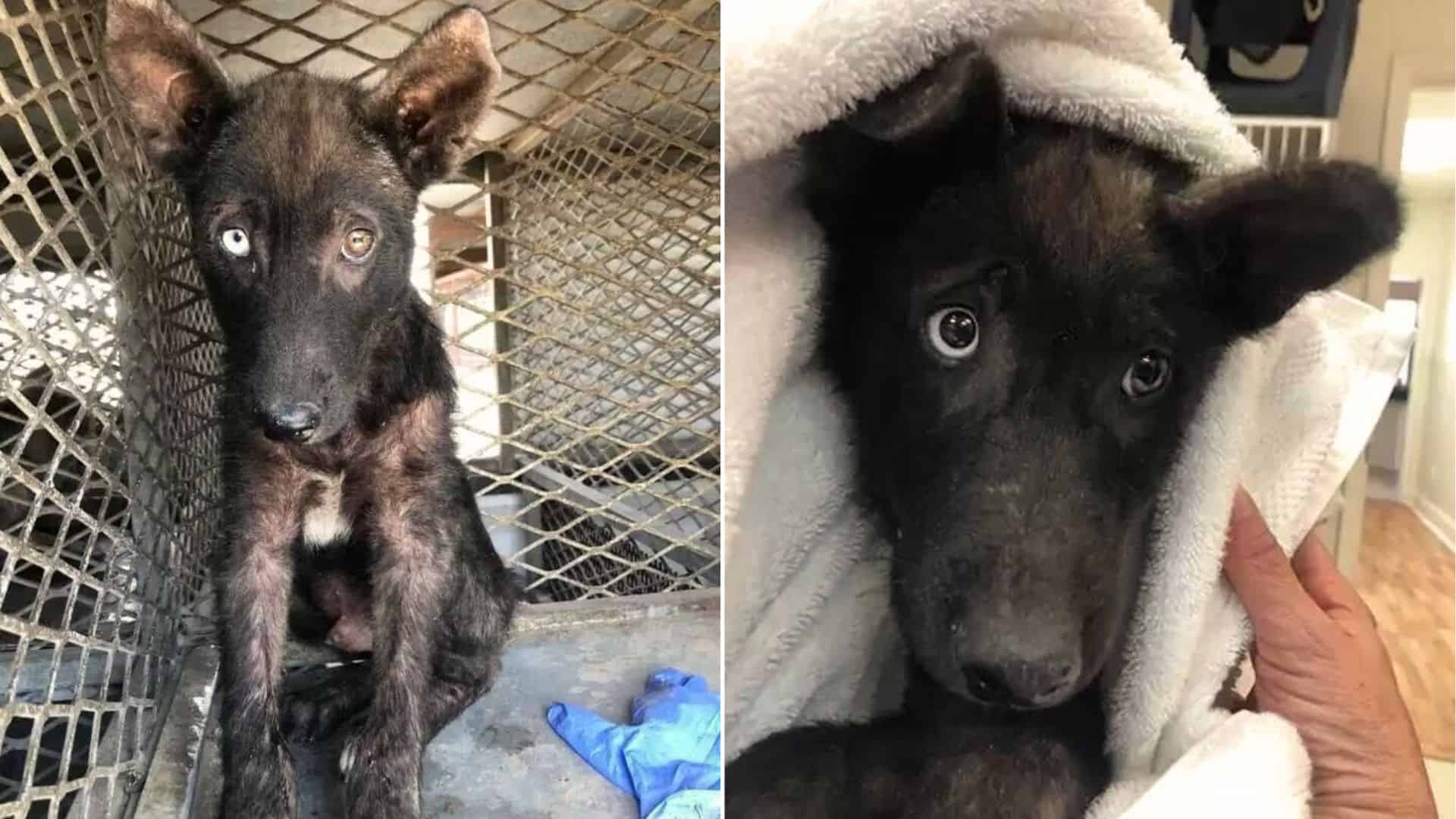 neglected gsd puppy transforms into a wonderful dog