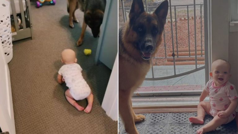 german shepherd playing with a baby