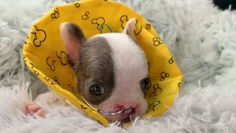 tiny puppy