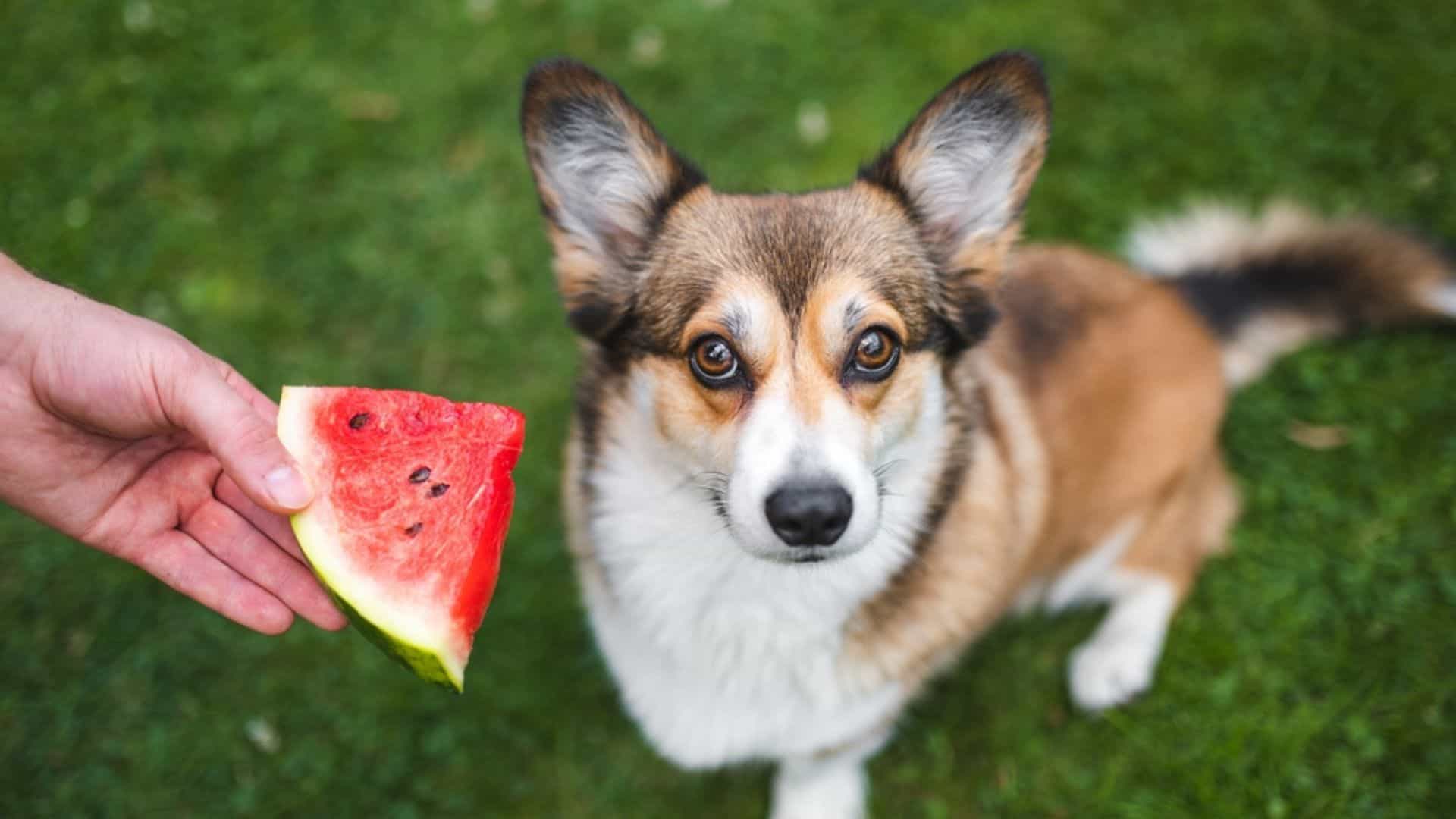 woman giving slice of watermelon to a dog