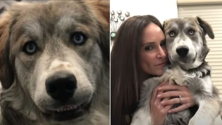 woman hugging a dog