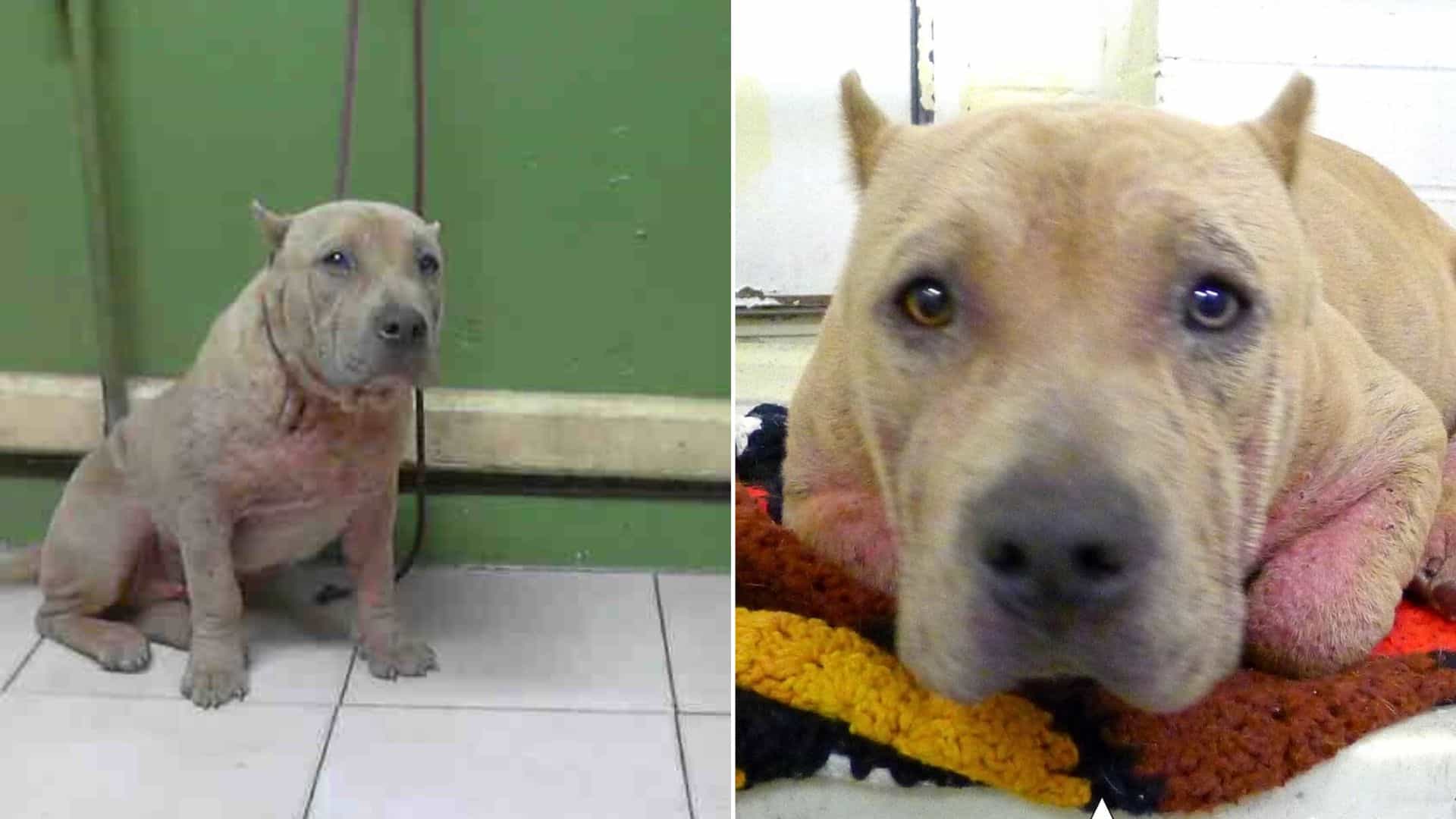 Unadoptable Shelter Dog With Serious Health Issues Finally Finds A Forever Home