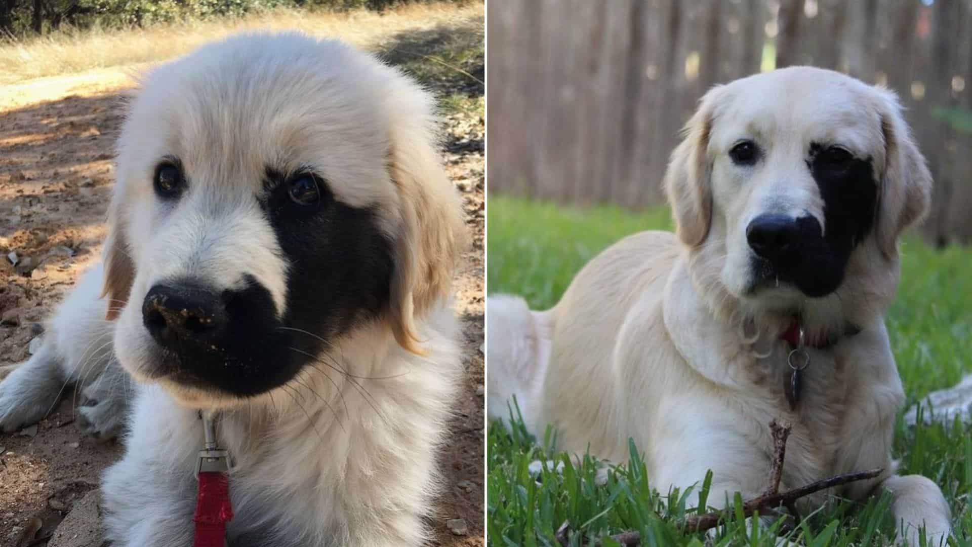 Golden Retriever Born With Rare Genetic Mutation