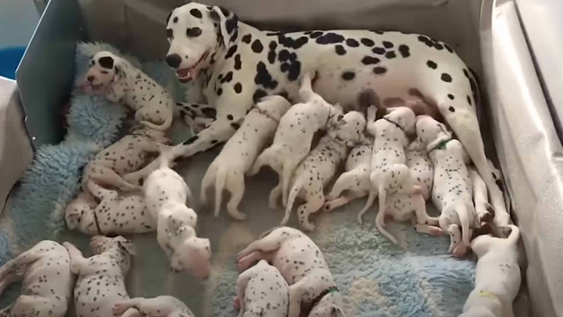 dalmatian dog and her puppies