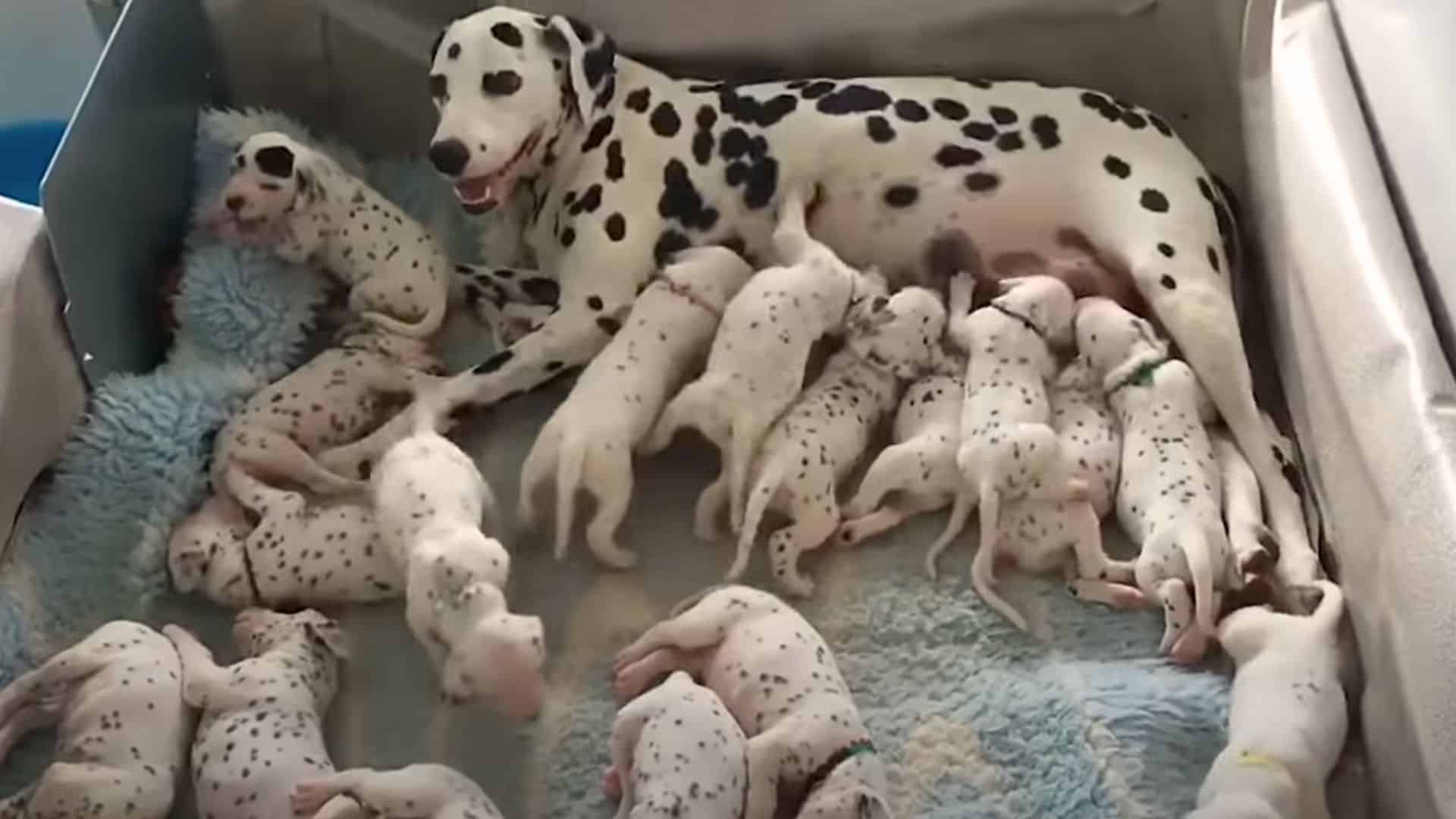 Owners Couldn’t Believe When Their Dalmatian Dog Gave Birth To An Incredibly Large Litter