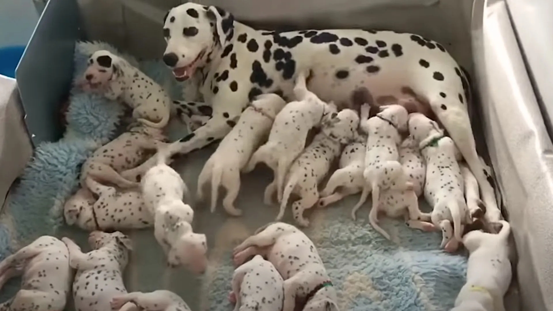 Amazing Dalmatian Mom Gives Birth To One Of The Largest Litters Ever