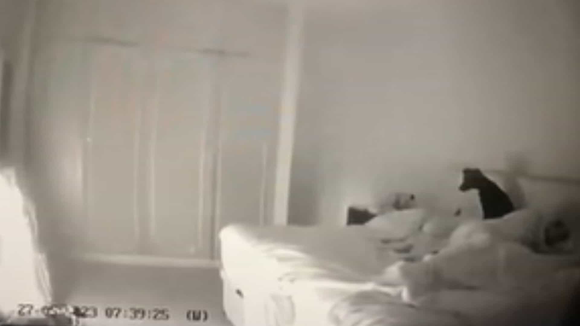 Heroic Dog Wakes Owner To Avert A Deadly Threat Inside Their Room