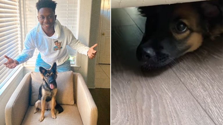 man and his dog playing hide and seek