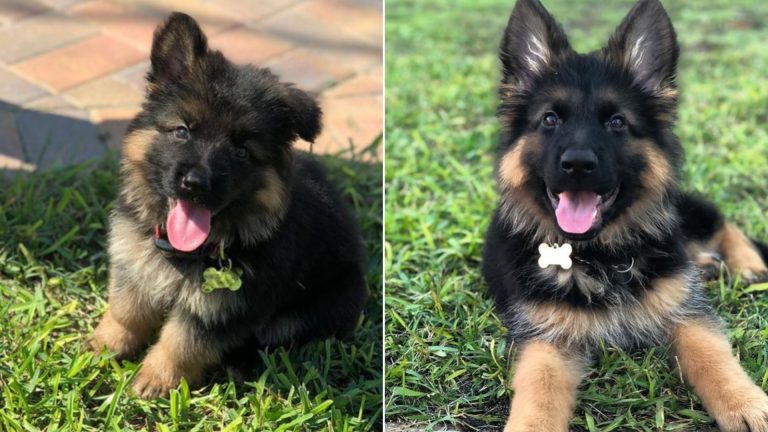 german shepherd puppy