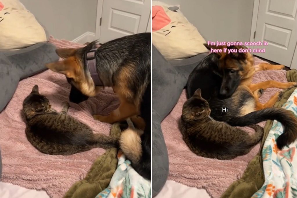 german shepherd trying to befriend a cat