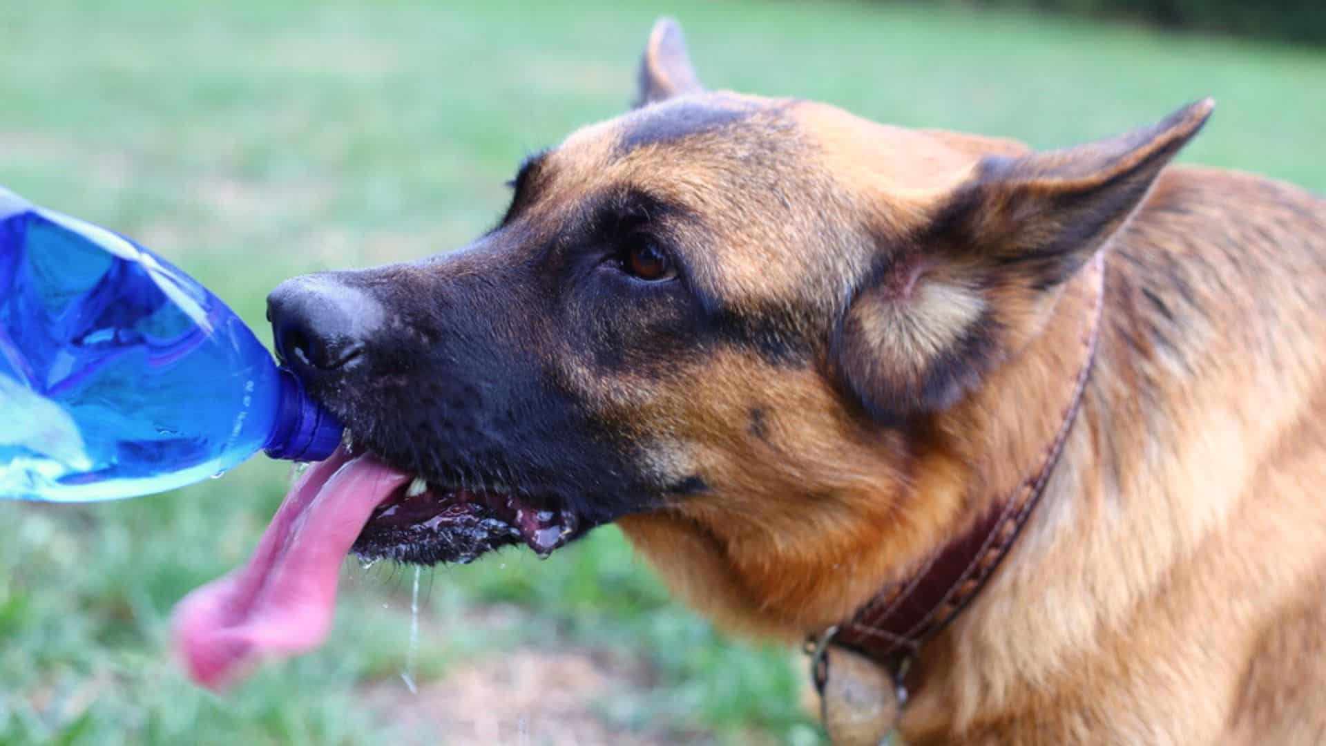 german shepherd drinking water