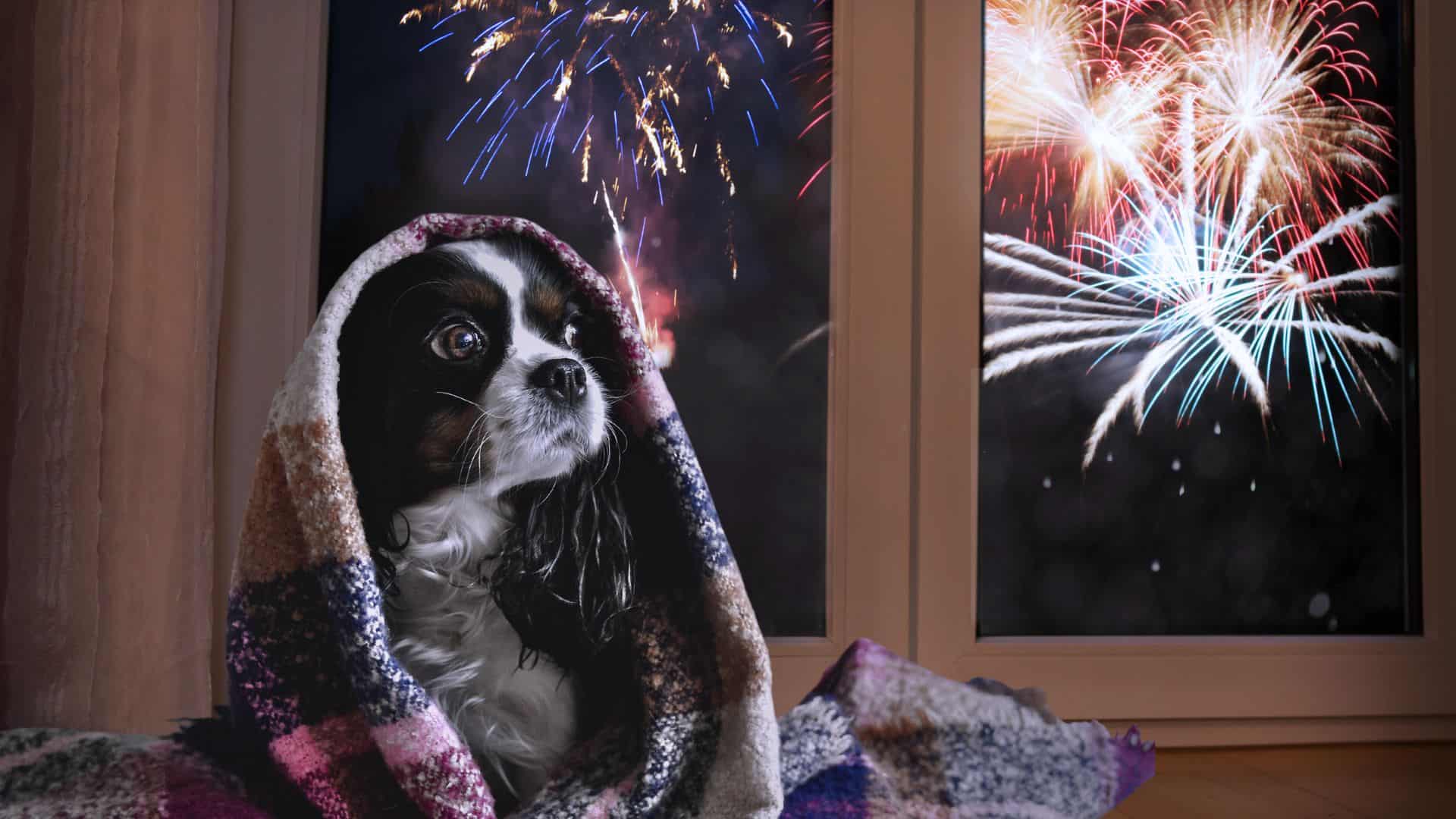 scared dog hiding under blanket