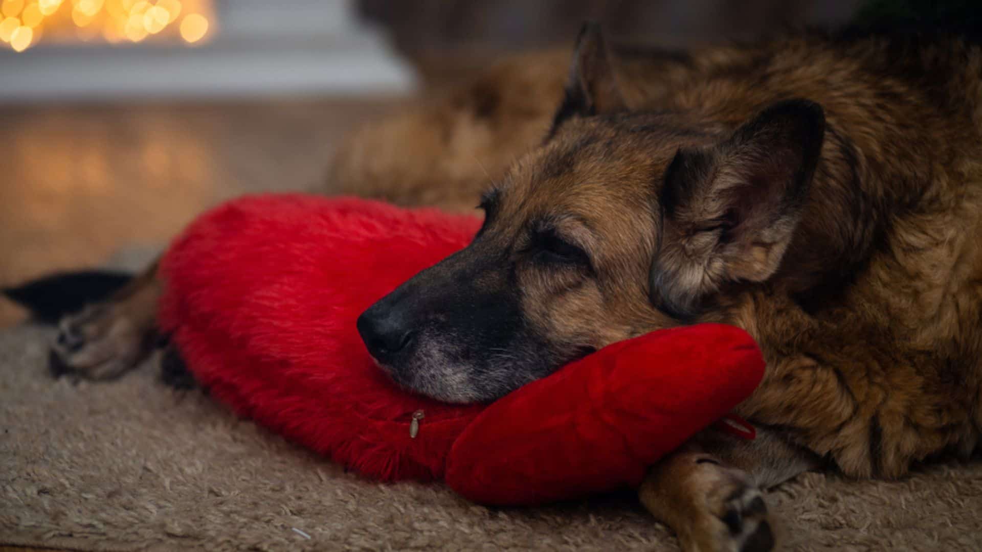 german shepherd wagging tail in sleep