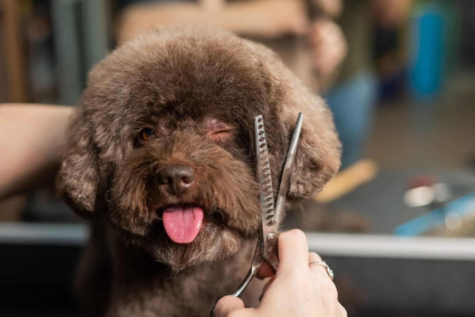 Woman trimming a small dog with scissors in a grooming salon