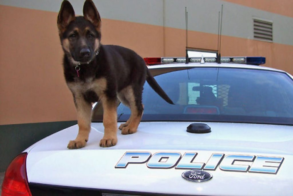 a German Shepherd puppy is standing on a car